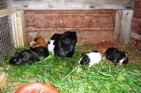 /album/nasi-pacienti/kopie-p1090315-jpg/